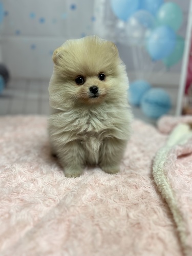 ポメラニアン 犬の販売・譲渡 9274 クリームカラーの激かわポメ君!