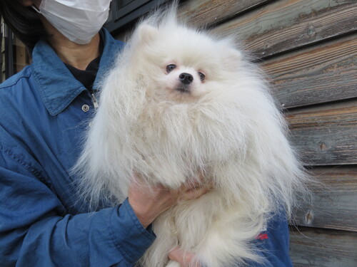 ポメラニアン 犬の販売・譲渡 9275 チャオリアホワイト男の子