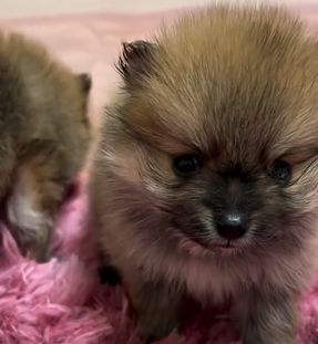 ポメラニアン 犬の販売・譲渡 9276 【安心!ブリーダー歴36年!】両親遺伝子検査クリア