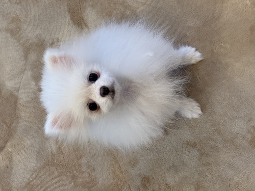 ポメラニアン 犬の販売・譲渡 9280 チャオリア直子 ホワイトポメラニアン男の子