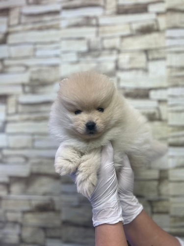 ポメラニアン 犬の販売・譲渡 9281 ふさふさクリームカラーのポメ君!5835
