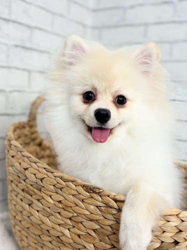 ポメラニアン 犬の販売・譲渡 9284 ぱっちりおめめの男の子!2873