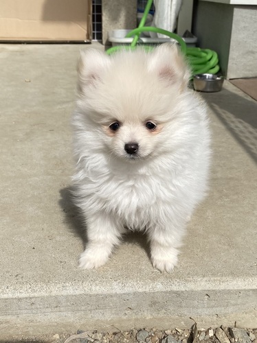 |jA  ̔̔En 9285 ԌBÂCȏ̎q