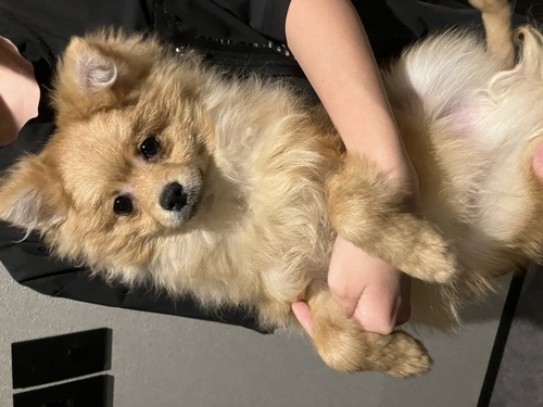 ポメラニアン 犬の販売・譲渡 9286 穏やかポメくん
