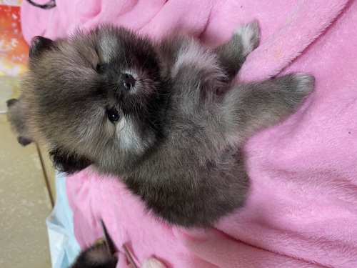 ポメラニアン 犬の販売・譲渡 9291 モフモフの赤ちゃん