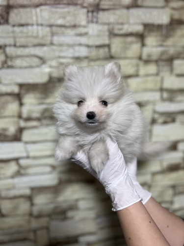 ポメラニアン 犬の販売・譲渡 9292 クリーム 女の子