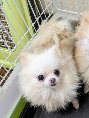 ポメラニアン 犬の販売・譲渡 9296 とっても可愛らしいお顔立ちの女の子♪5歳,里子です