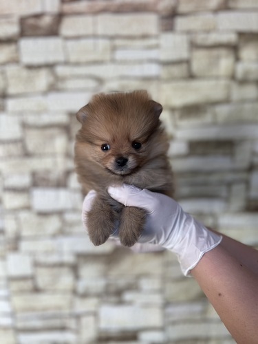 ポメラニアン 犬の販売・譲渡 9300 オレンジ 男の子