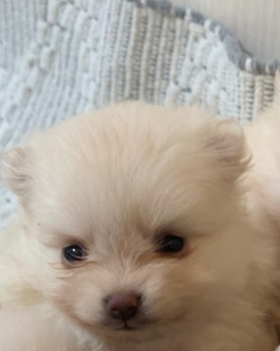 ポメラニアン 犬の販売・譲渡 9308 激カワ!月末特価!ホワイトポメラニアン