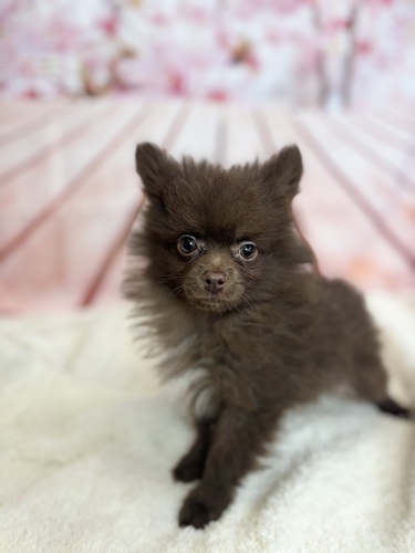 ポメラニアン 犬の販売・譲渡 9312 チョコレートカラー元気いっぱい