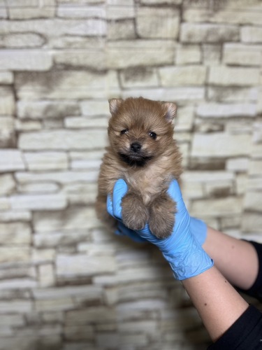 ポメラニアン 犬の販売・譲渡 9313 オレンジカラー