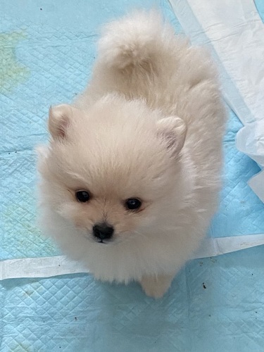 ポメラニアン 犬の販売・譲渡 9314 コロコロ元気な男の子