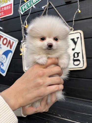 ポメラニアン 犬の販売・譲渡 9320 ベビーフェイスポメちゃん