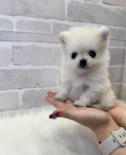 ポメラニアン 犬の販売・譲渡 9321 お目目クリクリ美人さん。