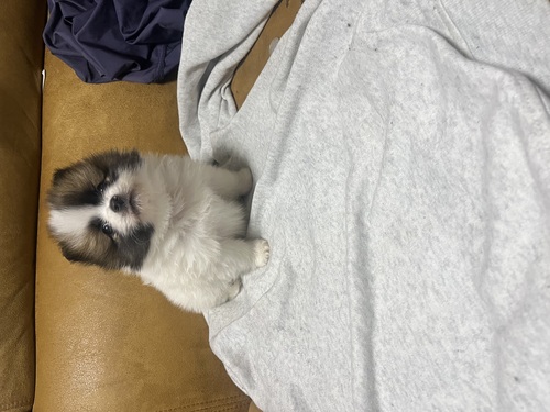 ポメラニアン 犬の販売・譲渡 9322 人間大好きな可愛い仔