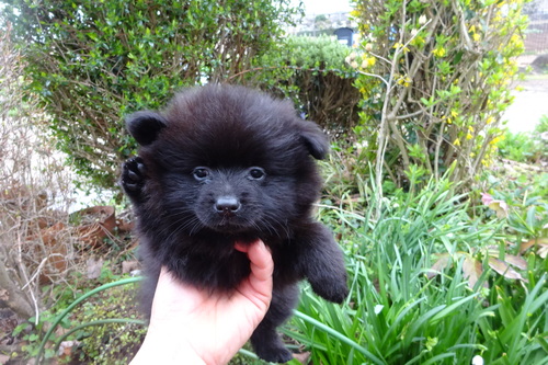 ポメラニアン 犬の販売・譲渡 9323 人が大好き尻尾フリフリ近寄ってきます。