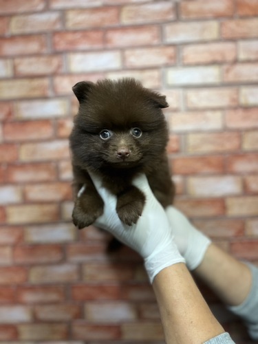 ポメラニアン 犬の販売・譲渡 9324 チョコレート 男の子