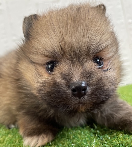 ポメラニアン 犬の販売・譲渡 9326 ポメラニアン女の子 チャンピオン直子