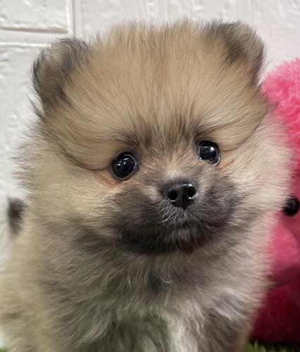 ポメラニアン 犬の販売・譲渡 9328 ポメラニアン女の子 チャンピオン直子