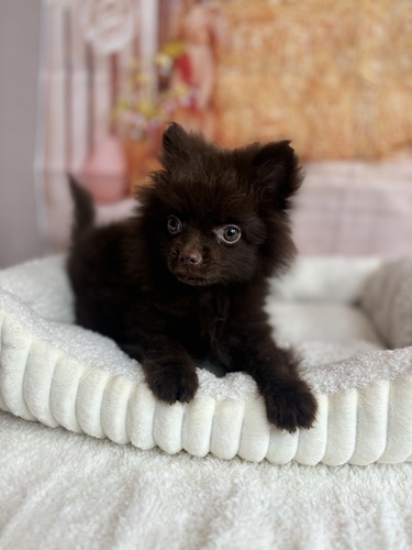 ポメラニアン 犬の販売・譲渡 9329 チョコちゃん
