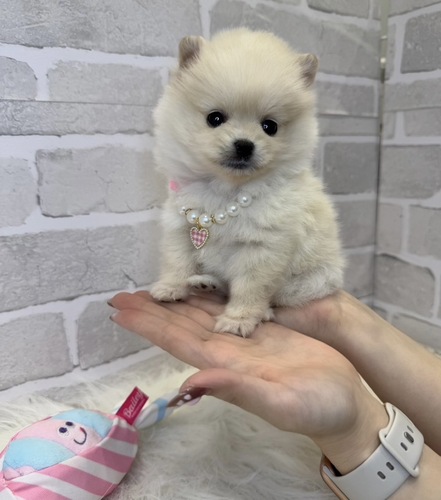 ポメラニアン 犬の販売・譲渡 9333 毛量抜群小柄な美人さん。お迎え総額。