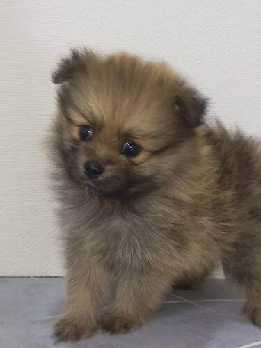 ポメラニアン 犬の販売・譲渡 9335 オレンジ女の子
