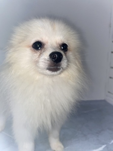 ポメラニアン 犬の販売・譲渡 9337 ホワイト男の子