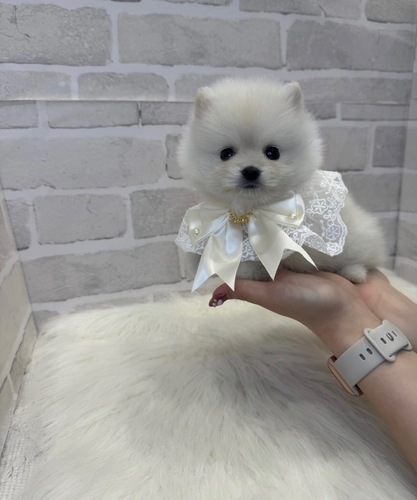 ポメラニアン 犬の販売・譲渡 9338 毛量抜群美人さん。お迎え総額。