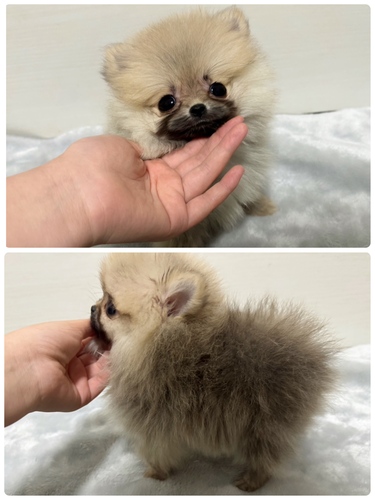 ポメラニアン 犬の販売・譲渡 9339 極小たぬき顔コンパクトポメ