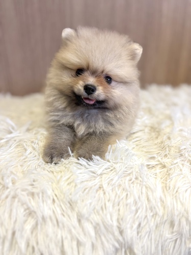 ポメラニアン 犬の販売・譲渡 9343 ウルフセーブル男の子