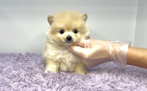 ポメラニアン 犬の販売・譲渡 9345 ポメラニアンの兄妹!!