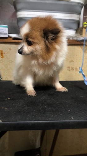 ポメラニアン 犬の販売・譲渡 9347 ママ引退の女の子