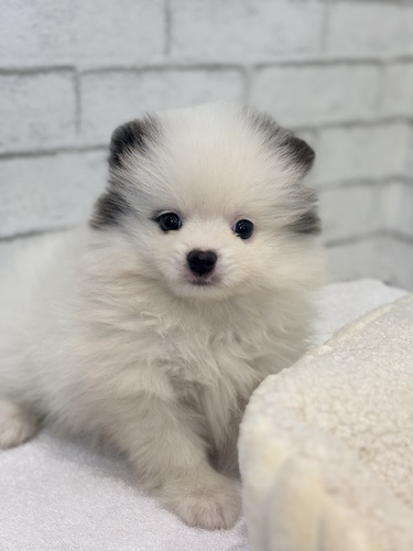 ポメラニアン 犬の販売・譲渡 9348 ブルー&ホワイト6722