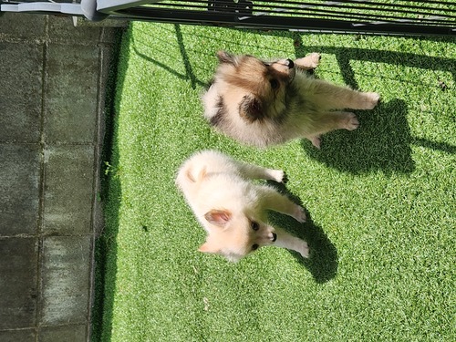 ポメラニアン 犬の販売・譲渡 9350 可愛らしい女の子