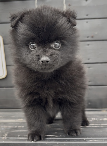 ポメラニアン 犬の販売・譲渡 9353 ★ブラックポメちゃん