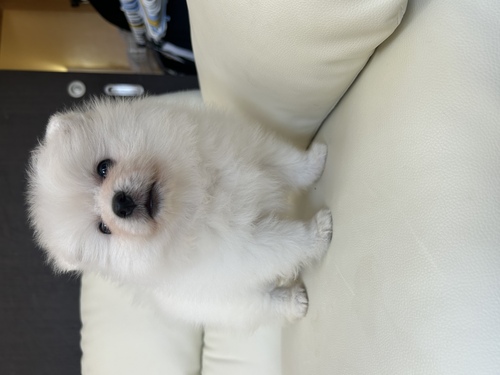 ポメラニアン 犬の販売・譲渡 9355 毛量も多くマズルの短いショートボディの女の子
