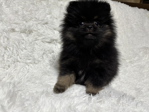 ポメラニアン 犬の販売・譲渡 9357 ブラックタンのポメ