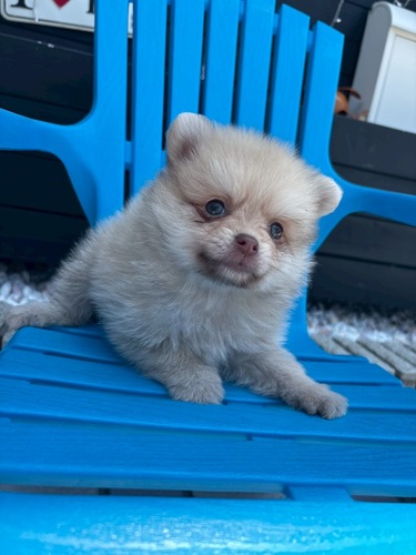 ポメラニアン 犬の販売・譲渡 9358 イザベラ女の子