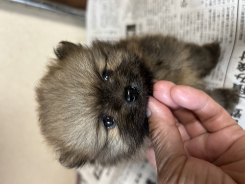 ポメラニアン 犬の販売・譲渡 9359 可愛い女の子