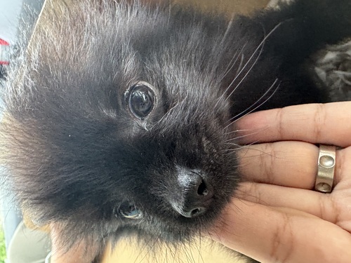 ポメラニアン 犬の販売・譲渡 9360 ブラックのポメラニアン男の子