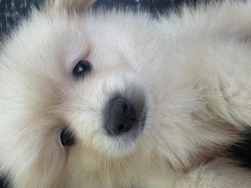 ポメラニアン 犬の販売・譲渡 9361 生後2ヶ月クリーム男の子