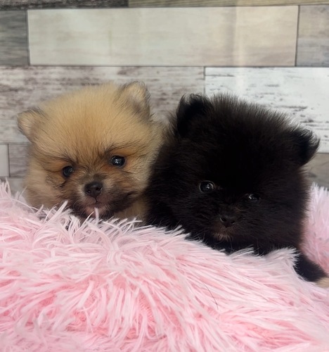 ポメラニアン 犬の販売・譲渡 9362 とっても可愛い男の子と女の子
