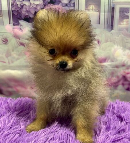 ポメラニアン 犬の販売・譲渡 9363 【安心!ブリーダー歴37年】小っちゃくて元気です♪