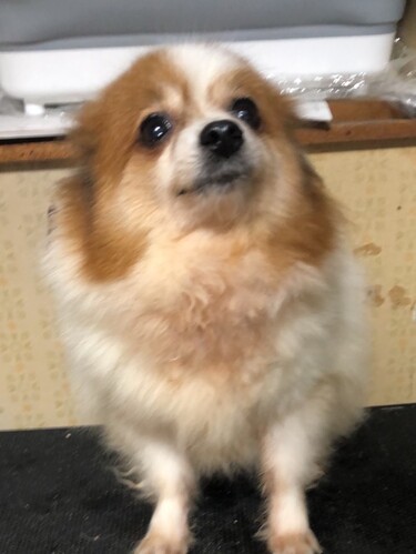 ポメラニアン 犬の販売・譲渡 9364 ママ引退の女の子
