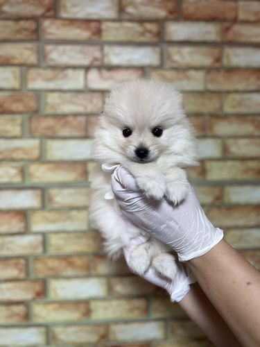 ポメラニアン 犬の販売・譲渡 9365 くりくりおめめのクリームちゃん7464