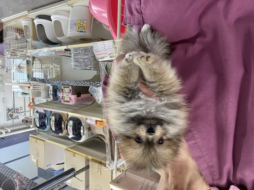 ポメラニアン 犬の販売・譲渡 9368 おとなしい男の子
