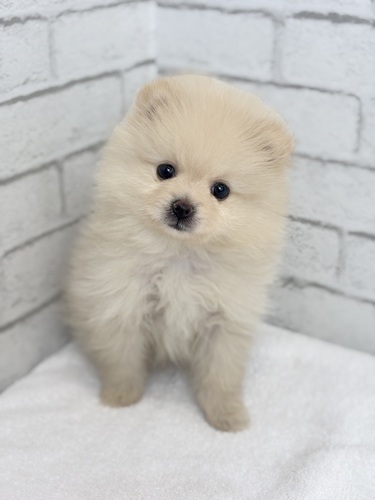 ポメラニアン 犬の販売・譲渡 9371 クリームちゃん0554