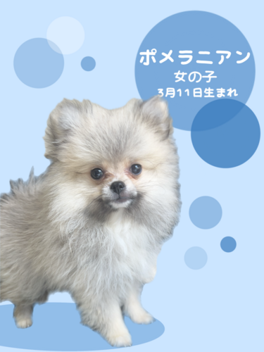 愛犬 ankoわんこシリーズ　ポメラニアン　シェルティ　ダックス　犬　dog きゃわいい😙💖 #ミニチュアダックスフンド #dog #わんこ #愛犬