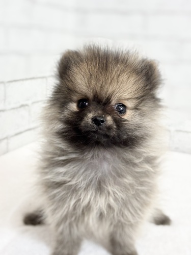 ポメラニアン 犬の販売・譲渡 9379 ウルフセーブル0815