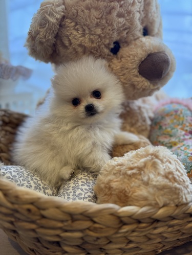 ポメラニアン 犬の販売・譲渡 9380 極極小クリームポメラニアン女の子